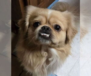 Medium Photo #3 Pekingese Puppy For Sale in San Antonio, TX, USA