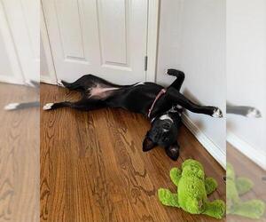 Labrador Retriever-Unknown Mix Dogs for adoption in Oklahoma City, OK, USA