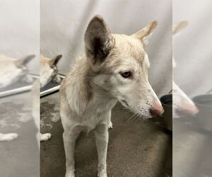 Siberian Husky Dogs for adoption in Stockton, CA, USA