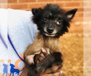 Pomeranian Dogs for adoption in Cumming, GA, USA