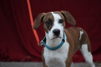 Treeing Walker Coonhound Dogs for adoption in St. Bonifacius, MN, USA