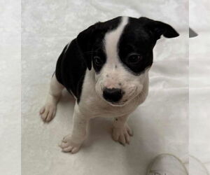 American Boston Bull Terrier Dogs for adoption in Mechanicsburg, PA, USA