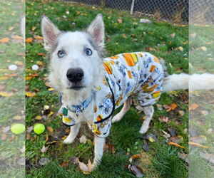 Siberian Husky Dogs for adoption in Clarkston, MI, USA