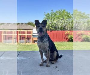 Catahoula Leopard Dog-Unknown Mix Dogs for adoption in San Antonio, TX, USA