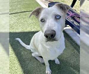 Labrador Retriever Dogs for adoption in Houston, TX, USA