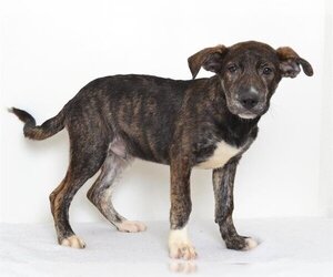 Catahoula Leopard Dog-Unknown Mix Dogs for adoption in Oroville, CA, USA