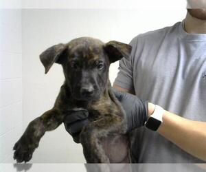 German Shepherd Dog-Unknown Mix Dogs for adoption in Pasadena, TX, USA