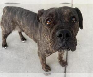 Mutt Dogs for adoption in Pueblo, CO, USA