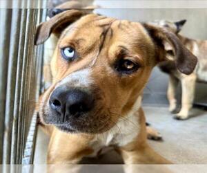 German Shepherd Dog-Siberian Husky Mix Dogs for adoption in San Bernardino, CA, USA