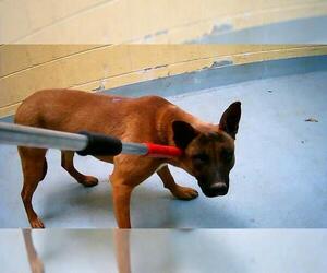 Mutt Dogs for adoption in Tulsa, OK, USA