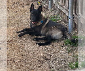 Mutt Dogs for adoption in Wylie, TX, USA