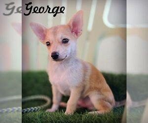 Chiranian Dogs for adoption in Tustin, CA, USA