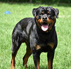 Rottweiler Dogs for adoption in Spring Lake, NJ, USA