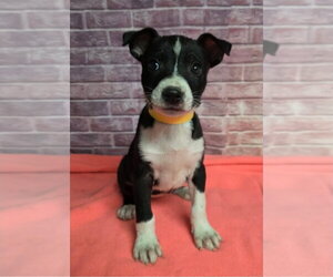 Mutt Dogs for adoption in Lakewood, CO, USA