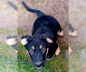 Australian Shepherd-German Shepherd Dog Mix Dogs for adoption in Scottsboro, AL, USA