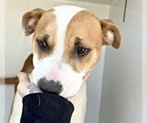 American Pit Bull Terrier-Unknown Mix Dogs for adoption in Houston, TX, USA