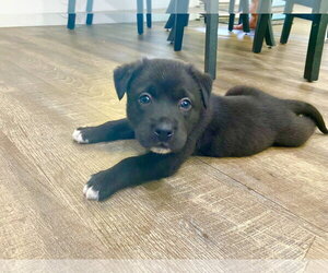 Labrador Retriever-Unknown Mix Dogs for adoption in The Woodlands, TX, USA
