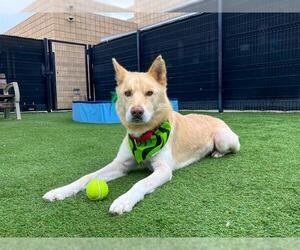 Siberian Husky Dogs for adoption in Orange, CA, USA