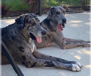 Great Dane Dogs for adoption in Tampa, FL, USA
