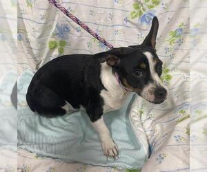 Dachshund-Unknown Mix Dogs for adoption in Modesto, CA, USA