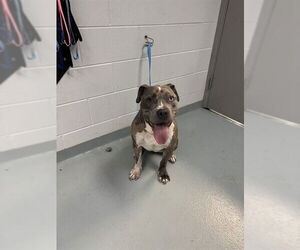 American Pit Bull Terrier Dogs for adoption in St. Cloud, FL, USA