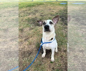 Mutt Dogs for adoption in Key Largo, FL, USA