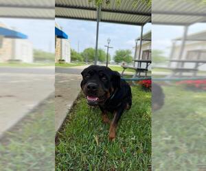 Rottweiler Dogs for adoption in Sugar Land, TX, USA