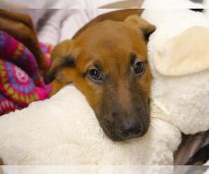 American Staffordshire Terrier-Plott Hound Mix Dogs for adoption in Tallahassee, FL, USA
