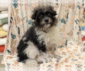 Mutt Dogs for adoption in Moreno Valley, CA, USA