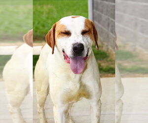 Mutt Dogs for adoption in Evansville, IN, USA