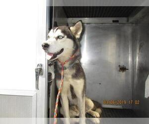Siberian Husky Dogs for adoption in Lacombe, LA, USA