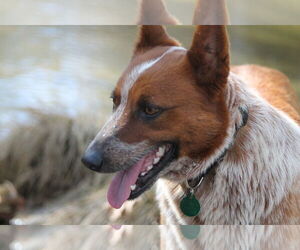 Mutt Dogs for adoption in Paso Robles, CA, USA