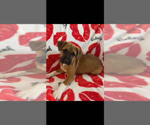 Mutt Dogs for adoption in Boston, MA, USA