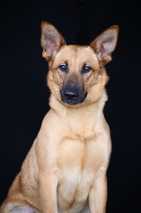 German Shepherd Dog-Unknown Mix Dogs for adoption in San Pedro, CA, USA