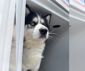 Siberian Husky Dogs for adoption in Houston, TX, USA