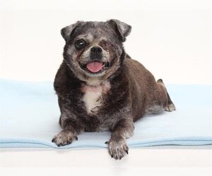 Pug Dogs for adoption in Burbank, CA, USA