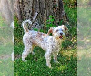 Poodle (Miniature)-Unknown Mix Dogs for adoption in Prosser, WA, USA
