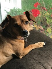 Chiweenie Dogs for adoption in Rochester, NY, USA