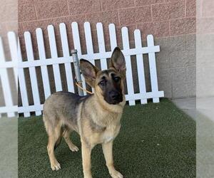 German Shepherd Dog-Unknown Mix Dogs for adoption in Modesto, CA, USA