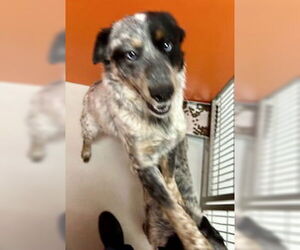 Mutt Dogs for adoption in Pampa, TX, USA