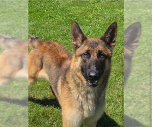 German Shepherd Dog-Holland Shepherd Mix Dogs for adoption in Imlay City, MI, USA