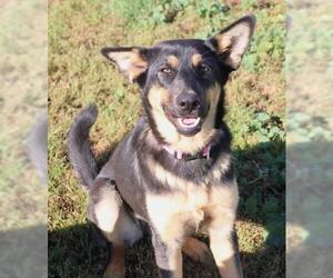 German Shepherd Dog-Unknown Mix Dogs for adoption in Thief River Falls, MN, USA
