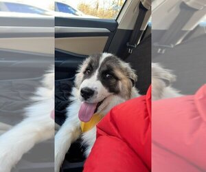 Anatolian Shepherd-Great Pyrenees Mix Dogs for adoption in Brooklyn, NY, USA