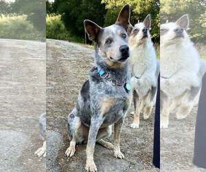 Mutt Dogs for adoption in Paso Robles, CA, USA