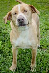 Labrador Retriever Dogs for adoption in Lake Jackson, TX, USA