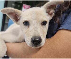 Huskies -Unknown Mix Dogs for adoption in Temple, TX, USA