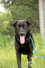 Chow Chow-Labrador Retriever Mix Dogs for adoption in Valley Falls, KS, USA