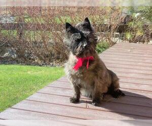 Cairn Terrier-Unknown Mix Dogs for adoption in Englewood, CO, USA