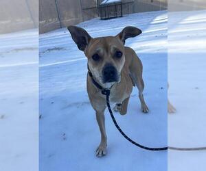 Staffordshire Bull Terrier-Unknown Mix Dogs for adoption in Palmetto, FL, USA