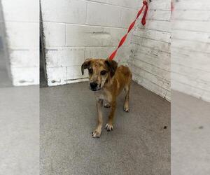 Catahoula Leopard Dog-Unknown Mix Dogs for adoption in San Bernardino, CA, USA